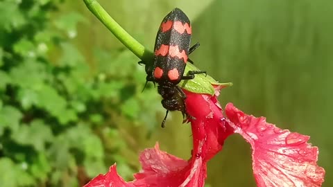 An insect grooming itself