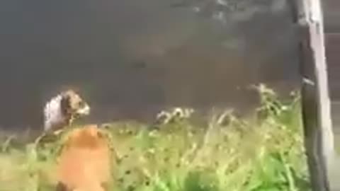 See how a dog committed suicide 😣