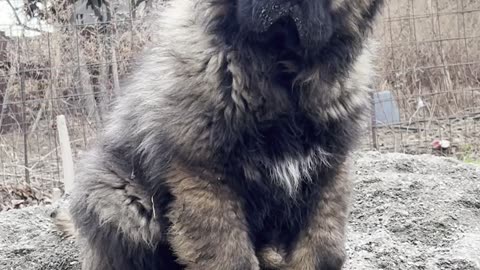 Caucasian Shepherd Dog