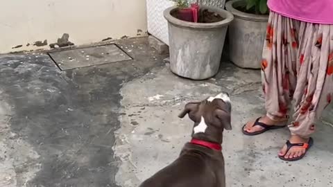 Indian dog funny tranning vedio