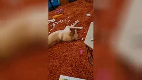 Most Viral Animals Videos on Tiktok 2022 | Try Not To Laugh Videos Compilations | Cutest Dogs Cats