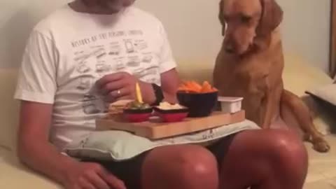 Funny dog look at it's owner plate