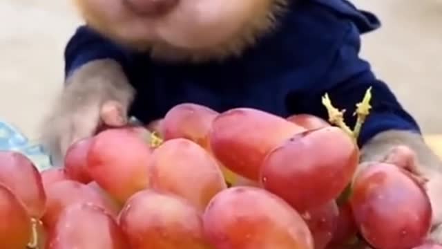 Beautiful small monkey eating red grapes with happily and delightly