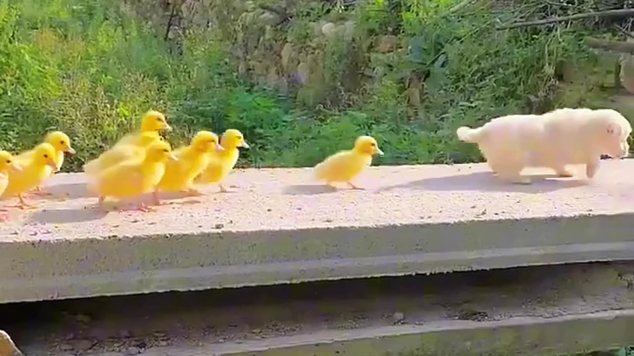Dog save little duck home,# duck & little dog,# funny dog & little duck,# duck & dog.