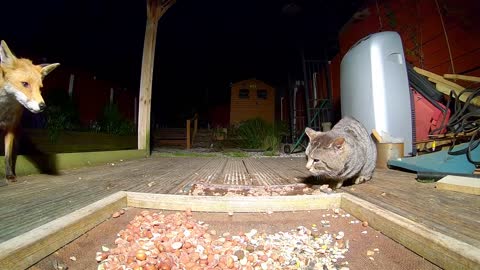Fox and cat stand off. Watch to know