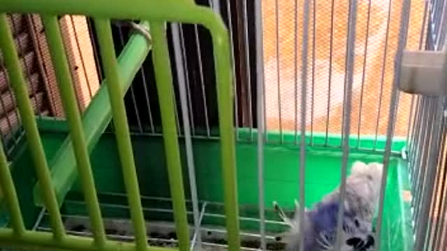 Beautiful birds in the cage🦜🦜