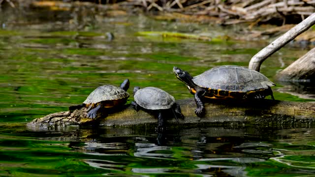 Turtle sunshine