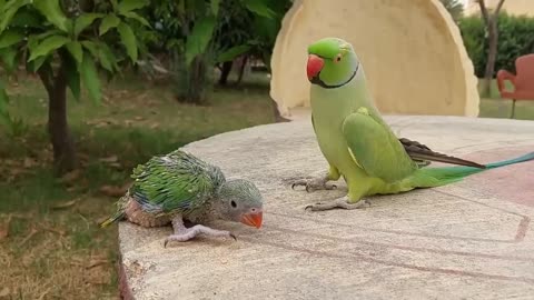 Nice- Parrot- Birds