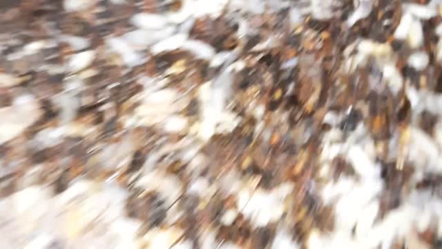 Honey bee hunting