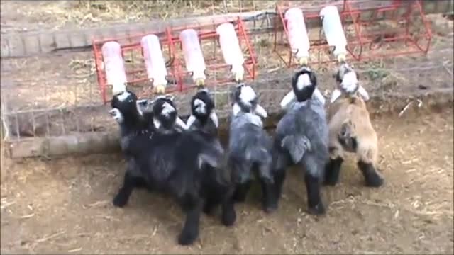Mini goats drinking milk, how cute!