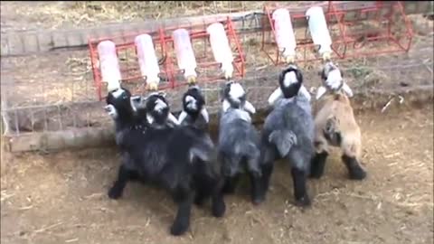 Mini goats drinking milk, how cute!