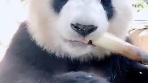 Panda has eaten