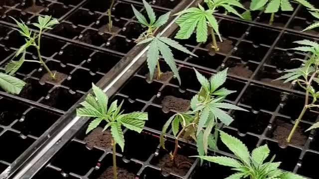 clones clone cuts from different mothers