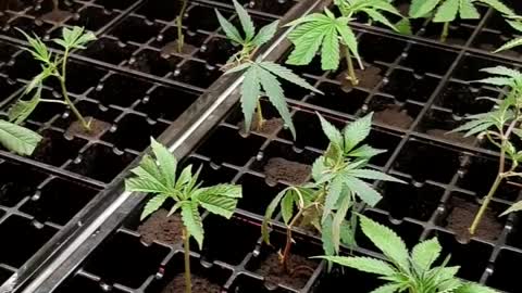 clones clone cuts from different mothers