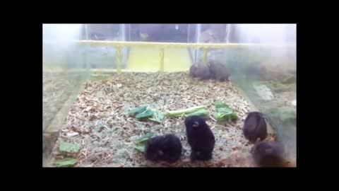 Dancing Hamsters
