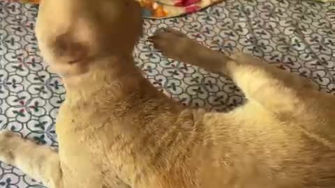 Injured cat at Vashi #cat #dog #catlover #doglover #animals #pets #instastrays