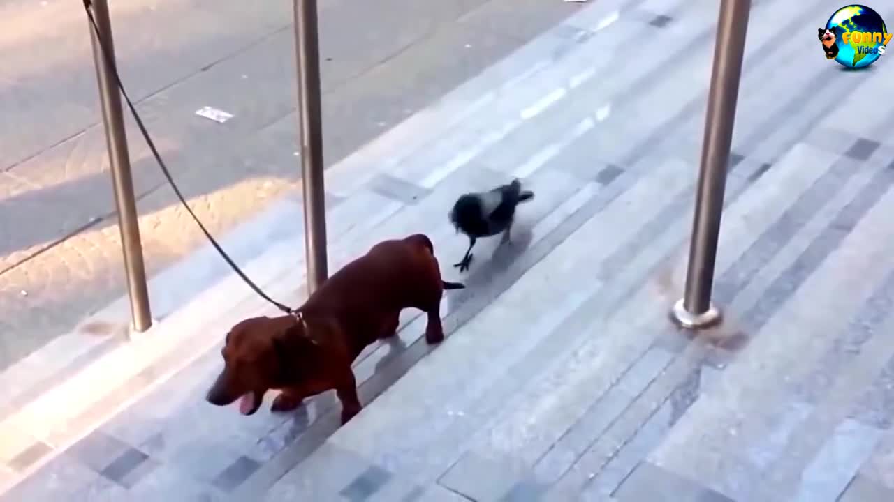 Bird keeps on irritating dog