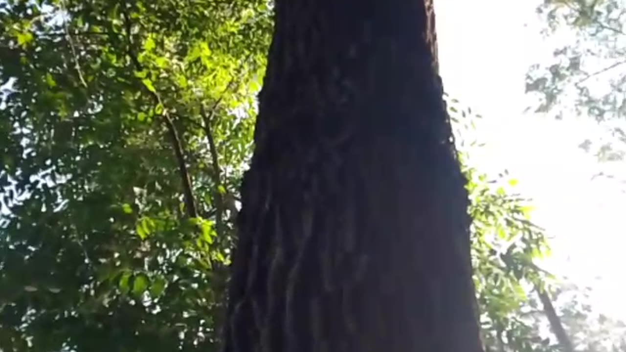 Jungle