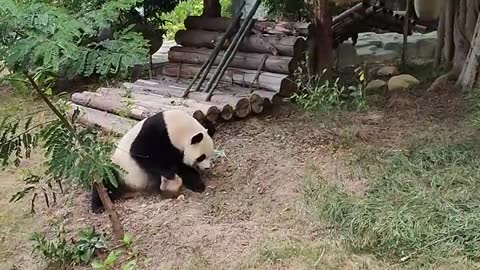 A panda playing with
