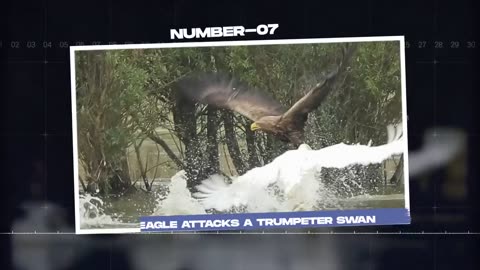 Eagle Fails