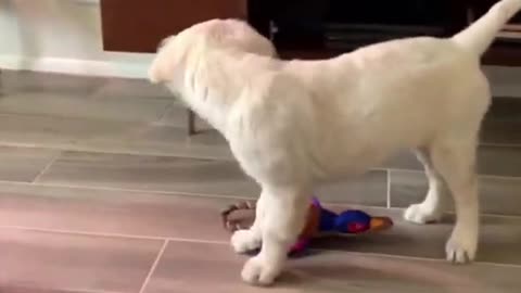 Golden dog Retriever funny videos