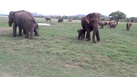 Elephant pupy
