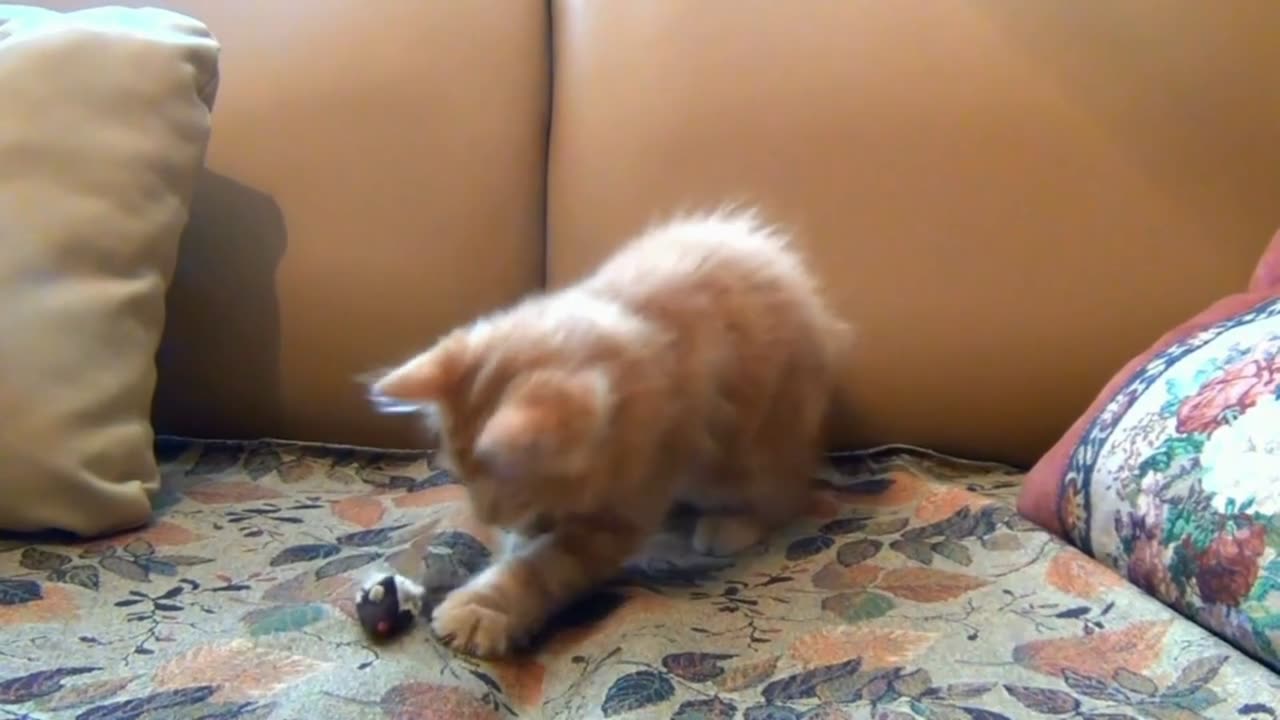 Funny cat's