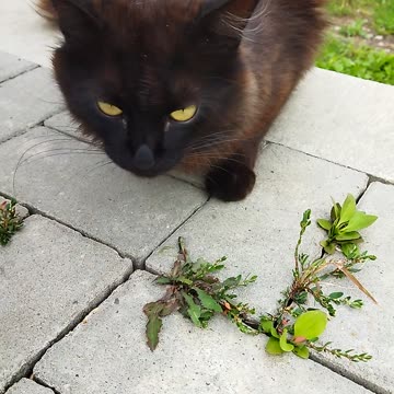 The cat decided to have a snack😺