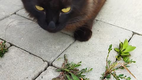 The cat decided to have a snack😺