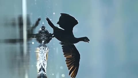 Wildlife & Funs