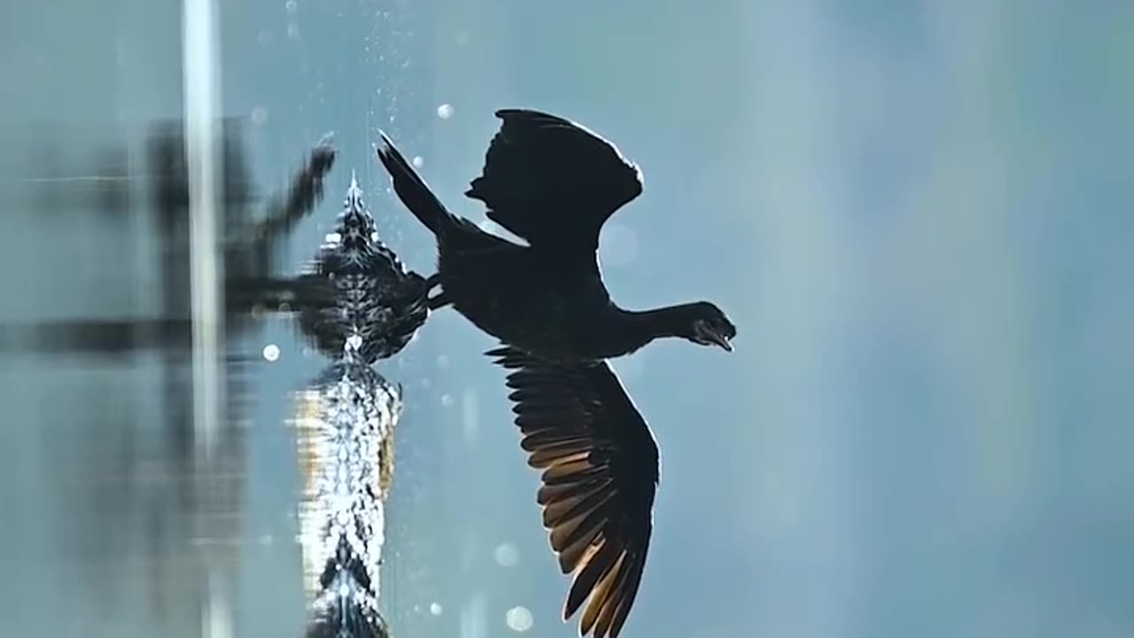 Wildlife & Funs