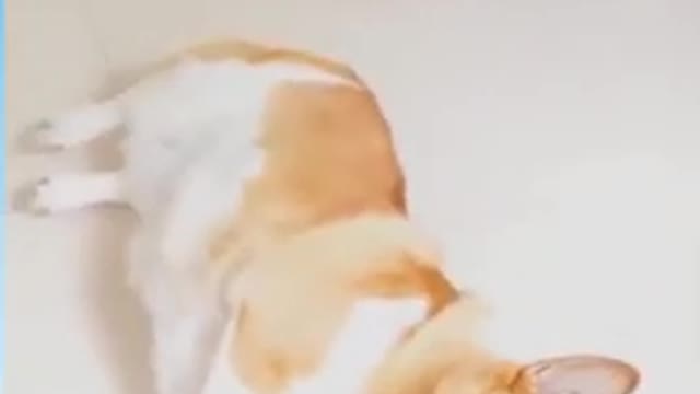 Funny Dog Reaction! | Funny Animal Videos | Funny Reaction Videos #shorts..