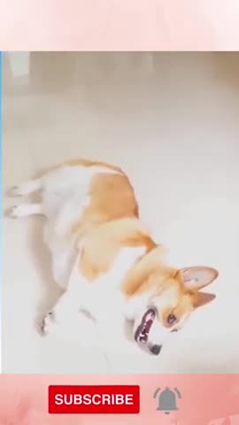 Funny Dog Reaction! | Funny Animal Videos | Funny Reaction Videos #shorts..