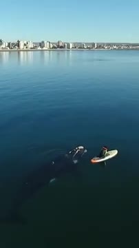 Man with - whale- ocean- shorts