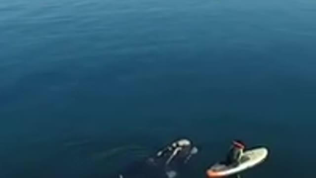 Man with - whale- ocean- shorts