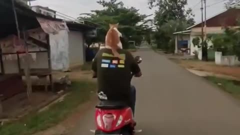 Funny animal moment