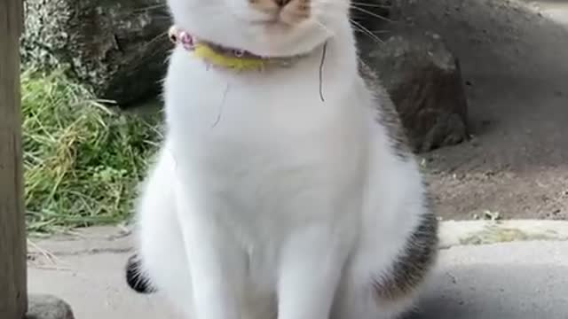 mantis and cat