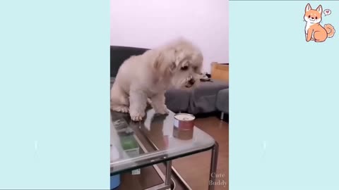 You will laugh at all the Dogs *Try not to laugh*