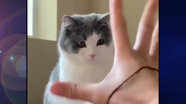 funny cat videos | cute cats | cute animals | funny cats | kitte