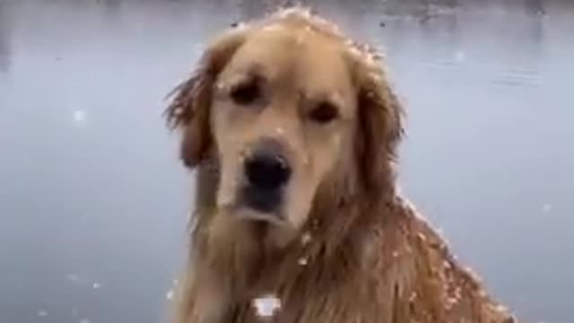 🐶❄ #shorts #dog 🐶❄ #shorts #dogs #winter #snow #animals #viral🐶#dogs #winter #snow #animals #viral