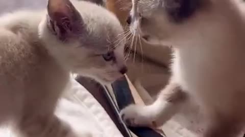 Baby Cats - Cute and Funny Cat Videos Compilation #24 || Exlamation Animals