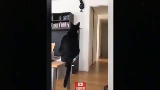 Cats - Baby cats - funny and fluffy (53) / Gatos - Filhotes - engraçados e fofos (53) #shorts