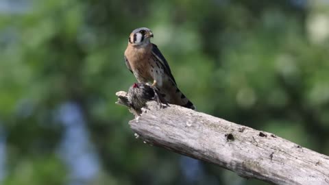 Kestrel's Swift Strike: Red-Winged Blackbird Falls Prey 🦅💥