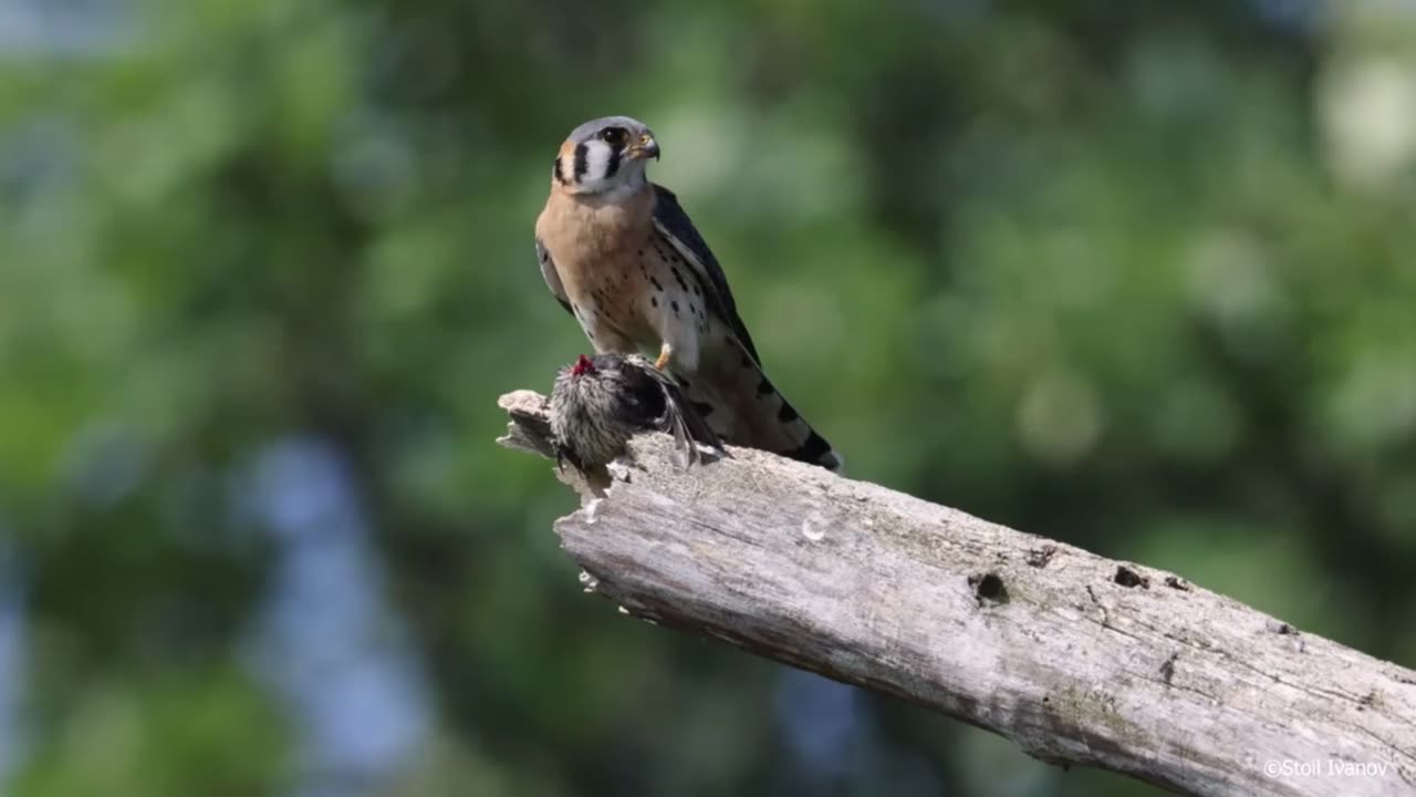 Kestrel's Swift Strike: Red-Winged Blackbird Falls Prey 🦅💥