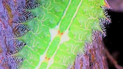 Crowned Slug Moth Caterpillar | Beauty and Venomous Elegance
