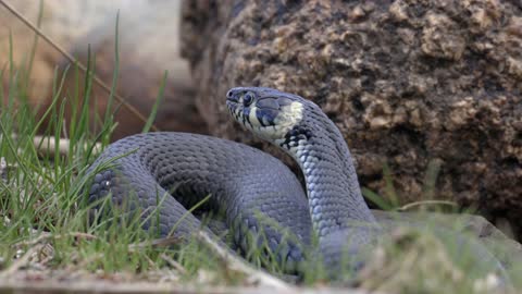 Dangerous snake