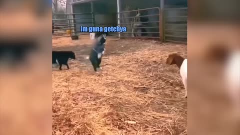 Funniest animal voicecover 🤣🤣