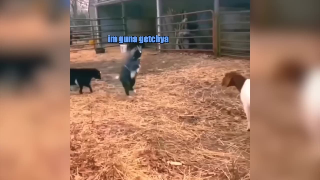 Funniest animal voicecover 🤣🤣
