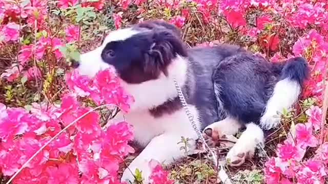 I think you are the cutest puppy in the world