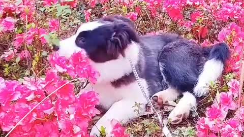 I think you are the cutest puppy in the world